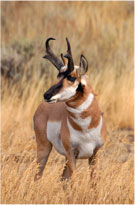 Antelope