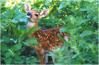 Bambi