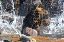 Bathing Bear