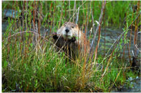 Beaver Chow