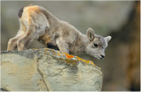 Bighorn Lamb