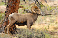 Bighorn Ram