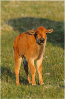 Bison Calf