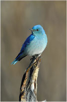 Bluebird