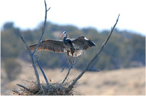 Blue Heron