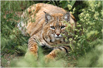 Bobcat