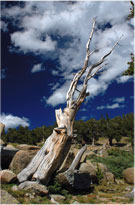 Bristlecone Pine