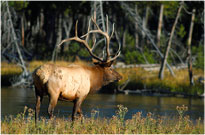 Browsing Elk