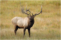 Bugling Elk