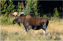 Bull Moose