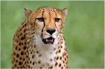 Cheetah