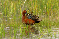 Cinnamon Teal Duck