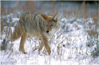 Coyote