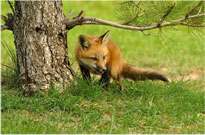 Crafty Fox