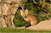 Curious Fox