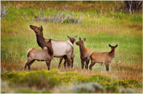 Elk Family