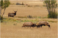 Elk Fight