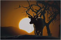 Elk Light