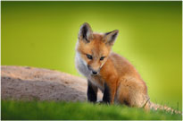 Fox Kit