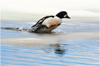 Goldeneye Duck