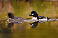 Goldeneye Ducks