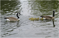 Goose Family