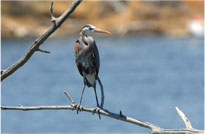 Great Blue Heron