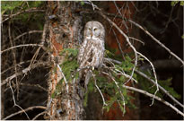 Great Gray Owl
