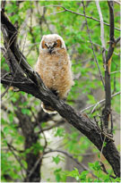 Great Horned Owl