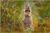 Ground Squirrel