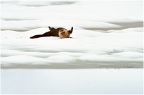 Hilarious Otter