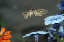 Hummingbird Moth