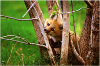 Hungry Fox