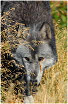 Lonesome Wolf