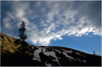 Lone Tree