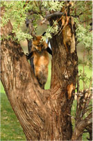 Lookout