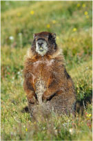 Marmot