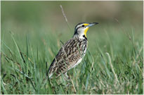 Meadowlark