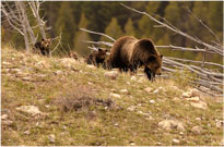 Mom and Cubs