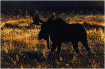 Moose