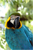 Parrot