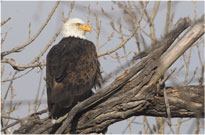 Perching Bald Eagle