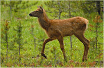 Prancing Elk