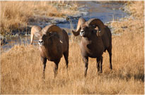 Ram Pair
