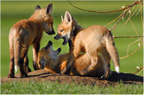Romping Fox Kits