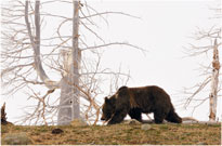 Roving Bear