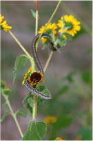 Slithering Snake