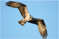 Soaring Osprey