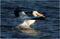 Surfing Pelican