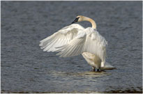 Trumpeter Swan